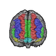 frontal_lobe.png